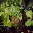 Dark leafy vegetables