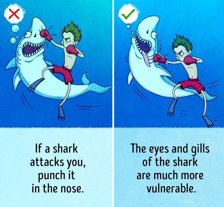 How to survive a shark attack - survival myths